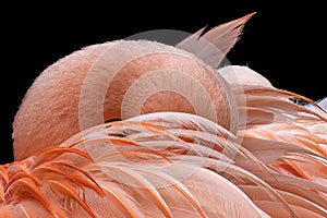 close-up of a flamingo hiding its head in its feathers