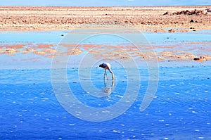 Close up of a flamingo in Laguna Chaxa