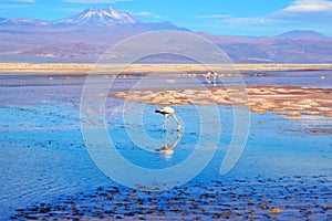 Close up of a flamingo in Laguna Chaxa