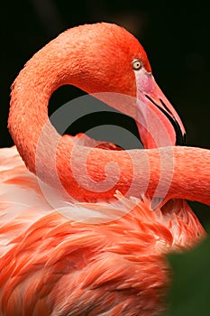 Close up of a flamingo neck and feathers