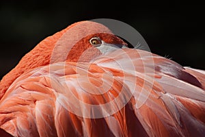 Flamingo at the Oklahoma City Zoo
