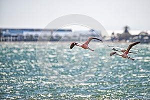 Close-up of flamingos in an Namibian bay