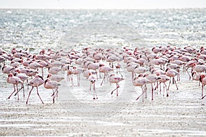 Close-up of flamingos in an Namibian bay