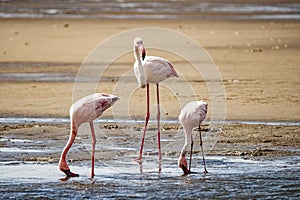 Close-up of flamingos in an Namibian bay