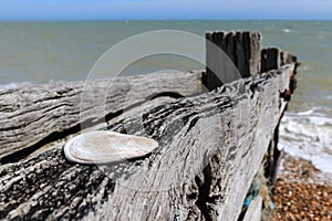 Close up of a flat shell on a weather groyne