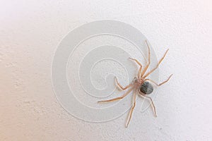 Flattened spider photo