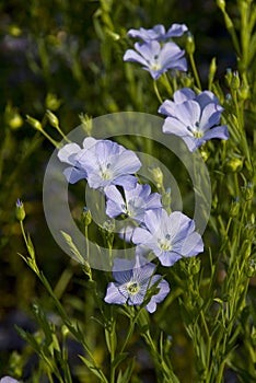 Close up Flax flower.Linum perenne 'Sapphire' photo