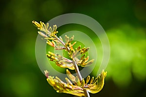 Close up of Flax Harakeke and the Drunken Tui flower in the garden.