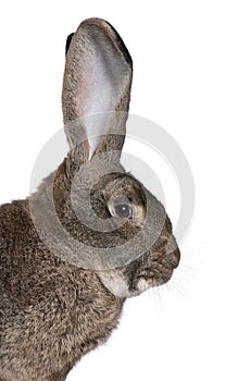 Close-up of Flemish Giant rabbit photo