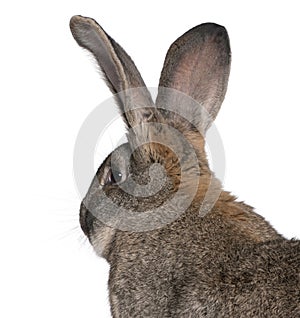Close-up of Flemish Giant rabbit photo