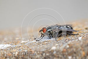 Close-up of a Flesh-Fly (Sarcophaga carnaria