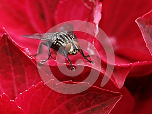 close up of flesh fly, sarcophagidae on red blossom