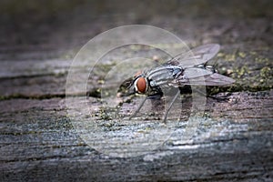 Close up of a flesh fly sitting on a wooden plank