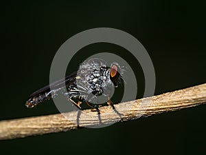 Close-up of a flies