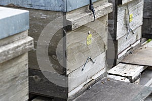 Close-up of the flight hole of beehives photo