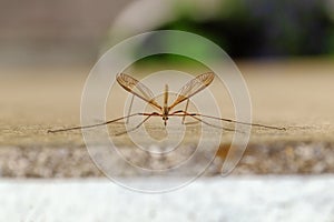 Close up of a flight insect