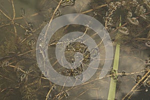 close-up: floating sludge grass and bulrush in an artifical lake