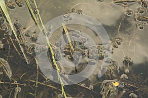 close-up: floating sludge grass and bulrush in an artifical lake