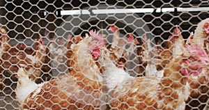 Close up of a flock of chickens on farm