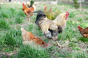 A close up of a flock of chickens on a meadow. Hens on yard in an eco-farm. Free range poultry farming concept.
