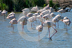 Close-up of a flock of Greater Flamingos Phoenicopterus roseus in the Camargue, Bouches du Rhone South of France photo