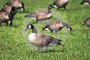 A close up of a flock of migratory wild Canadian geese foraging in a green lush grassy area of a public park