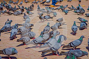 Close up of flock of pigeons at Durbar square near old hindu temples in Kathmandu, Nepal
