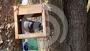 Close-up of a flock of pigeons feeding on grain from the feeders in the park in spring.