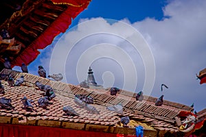 Close up of flock of pigeons in the rooftop at Durbar square near old hindu temples in Kathmandu, Nepal