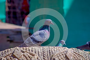 Close up of flock of pigeons standing over a carved rock at Durbar square near old hindu temples in Kathmandu, Nepal