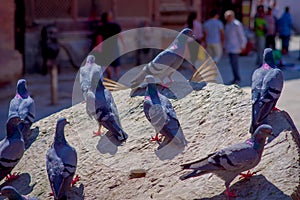 Close up of flock of pigeons standing over a carved rock at Durbar square near old hindu temples in Kathmandu, Nepal