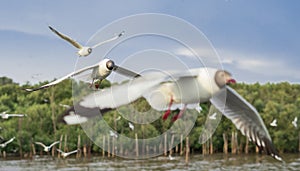 Close up flock of seagulls flying