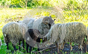 Close up of flock of sheep grazing in meadow