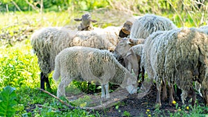 Close up of flock of sheep grazing in meadow