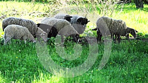 Close up of flock of sheep grazing in meadow.