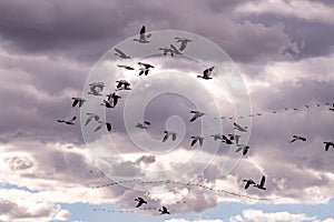 Close up of a flock of Snow Geese through a cloudy sky in the light of the evening