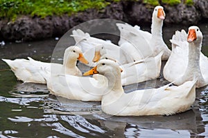 A close-up of a flock of white geese and ducks with orange beaks huddled on the water in a pond on a farm for meat. Domestic bird