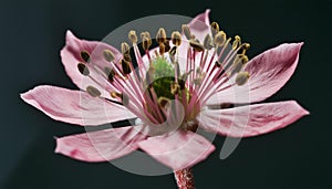 Close-up flor rosa con grandes pistilos photo