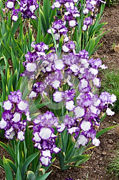 Gardens at the University of Alberta Botanical Gardens, Alberta, Canada photo
