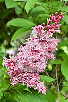 Gardens at the University of Alberta Botanical Gardens, Alberta, Canada photo
