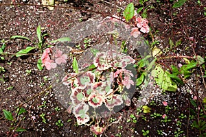Gardens at the University of Alberta Botanical Gardens, Alberta, Canada photo