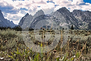 Close-up of flora variety in a meadow in Grand Teton National Park