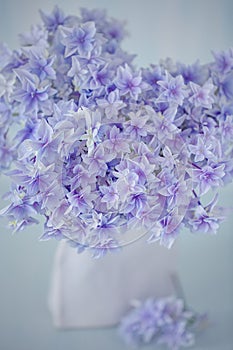 Close-up floral composition with a hydrangea flowers