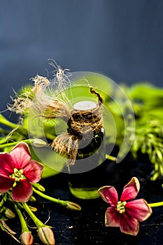 Close up of floral and organic plus herbal essence or essential oil or concentration of Rangoon`s creper or madhumalti in bottle. photo
