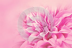 Close-up floral pink Dahlia flower soft color style for background and wallpaper