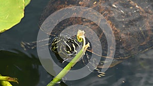 Close up of a Florida Redbelly Turtle