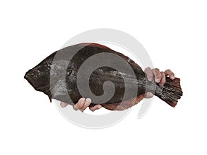 Close up on flounder fish being held by hands, isolated, seafood