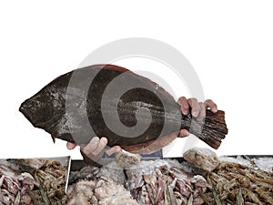 Close up on flounder fish being held by hands, seafood