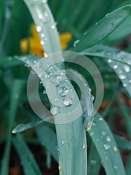 A close up photo of a flower with rain drops on.
