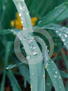 A close up photo of a flower with rain drops on. photo
